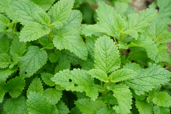 HÔM NAY LANCHAN VIẾT CHÚT VỀ LEMON BALM NHA!